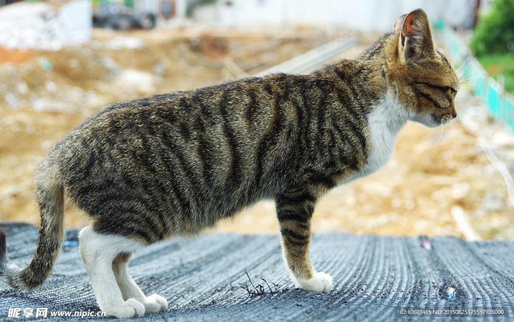 惊醒的花猫