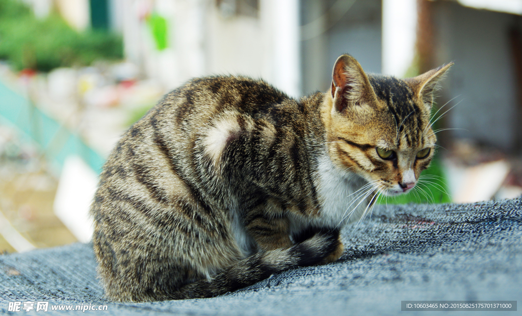 编织网上花猫