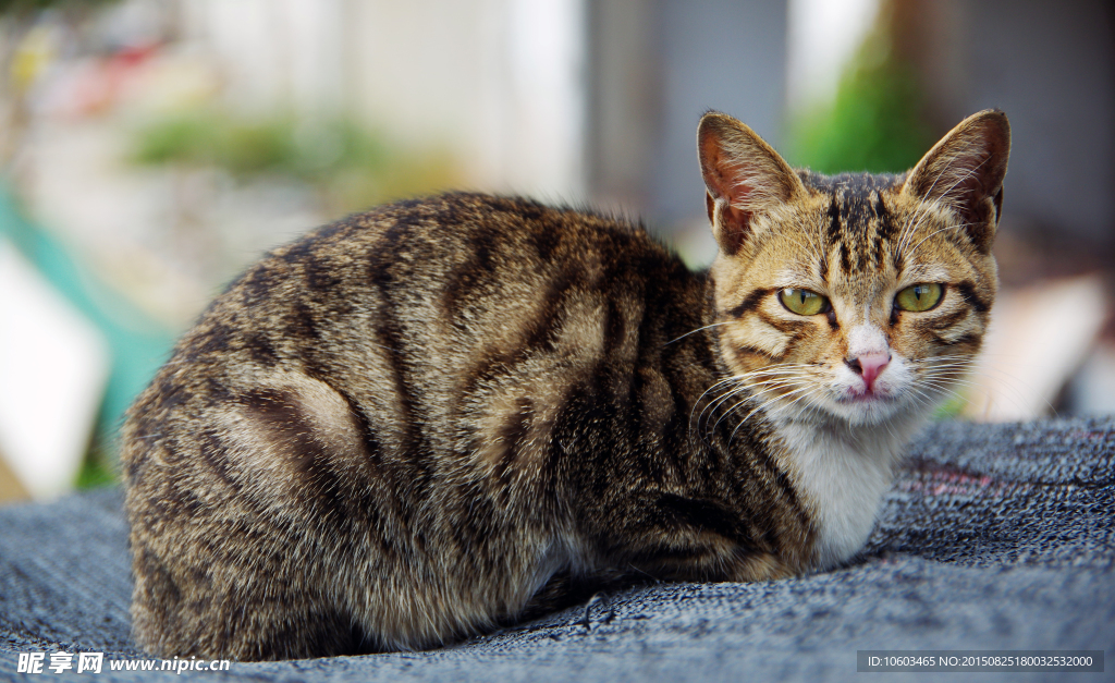 花猫咪