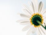 花摄影 阳光明媚