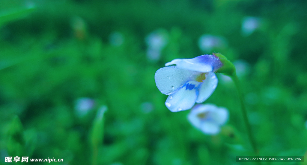 蓝色小花