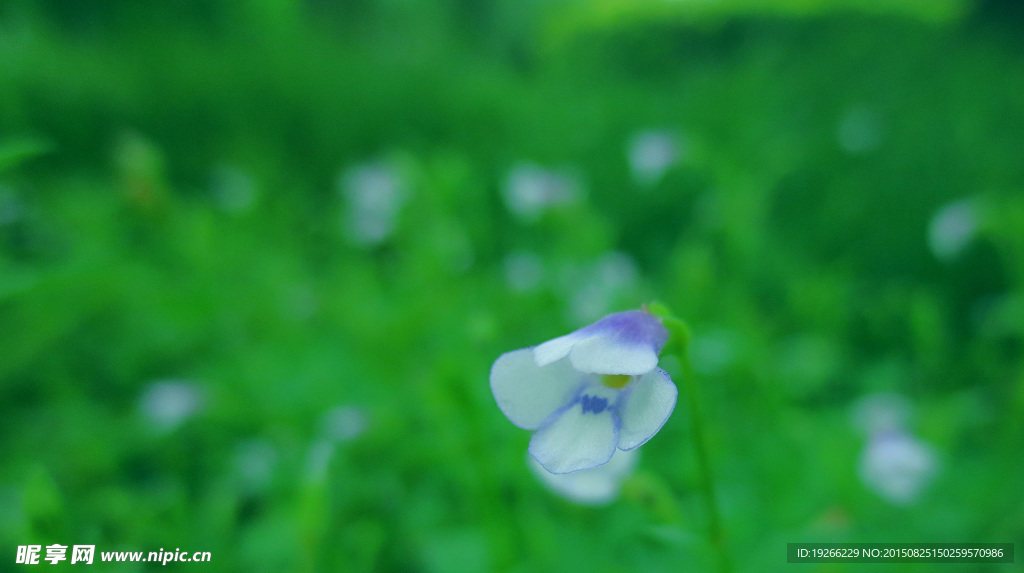蓝色小花