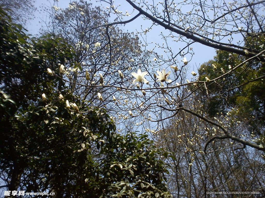 玉兰花