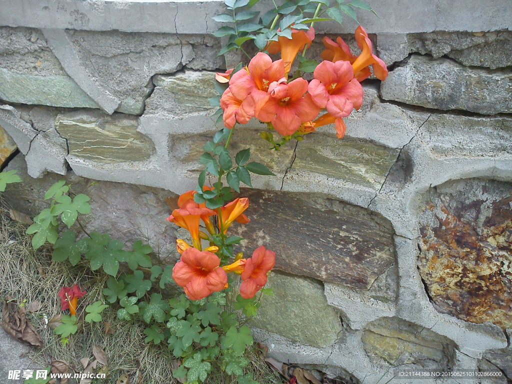 凌霄花