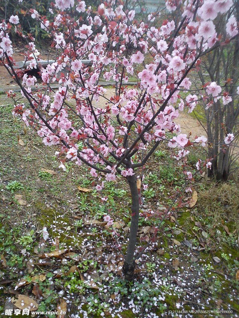 雨滴西洋樱花树
