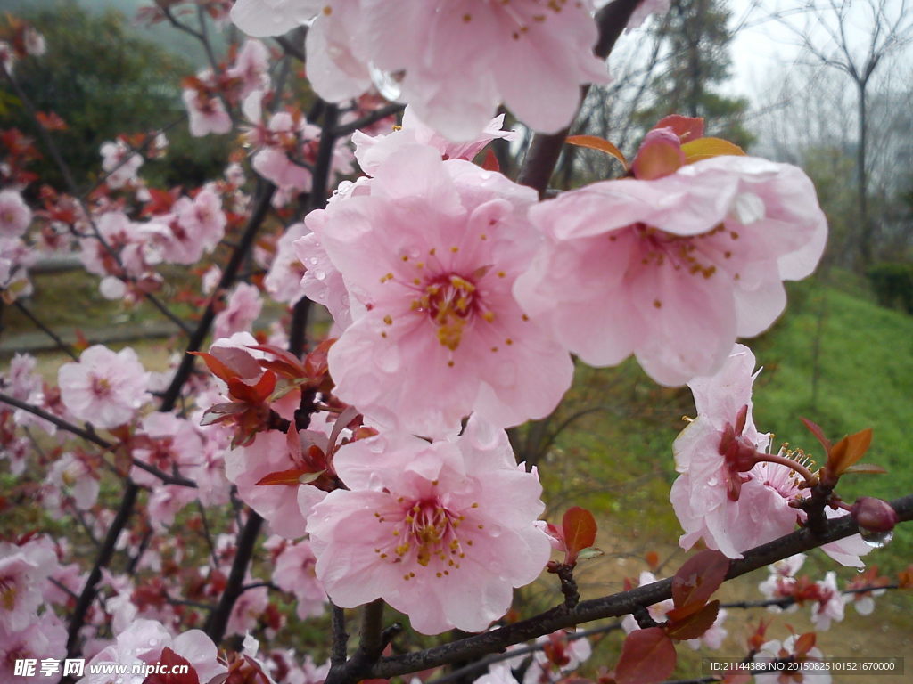 雨滴西洋樱花