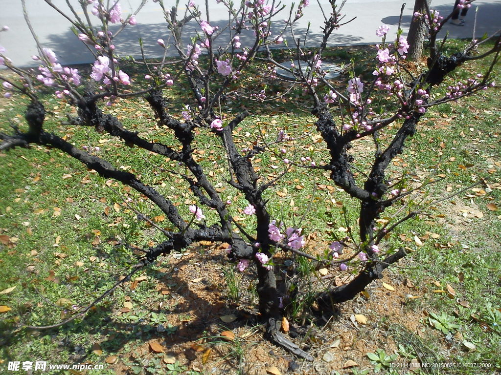 桃花树枝