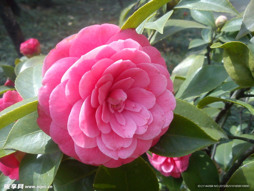 茶花