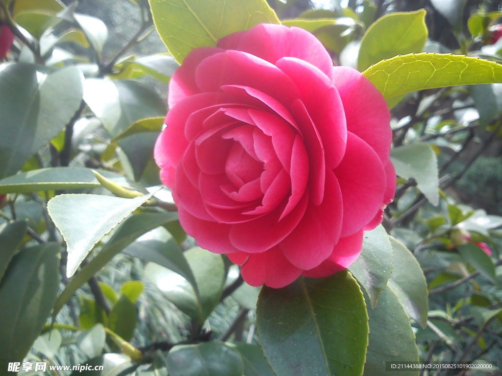 茶花