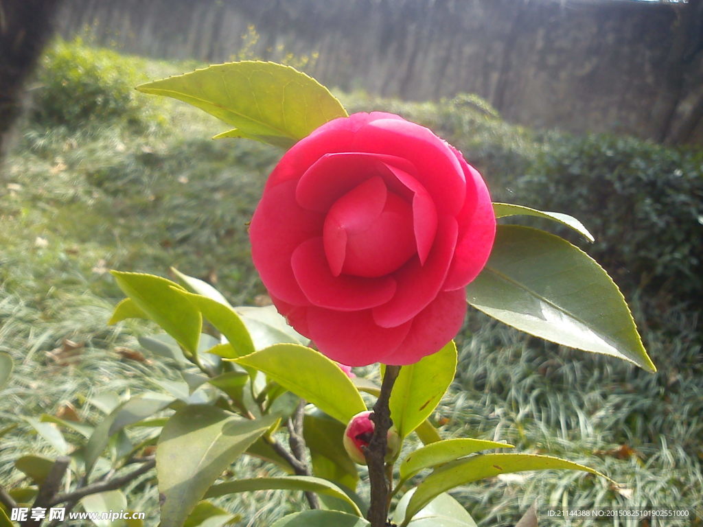 茶花