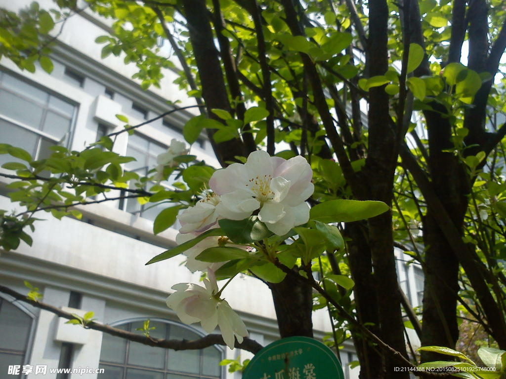 木瓜海棠