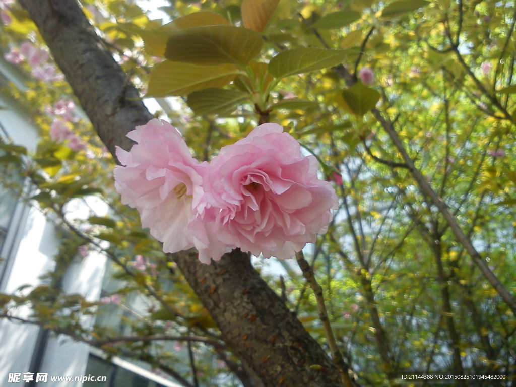 西洋樱花