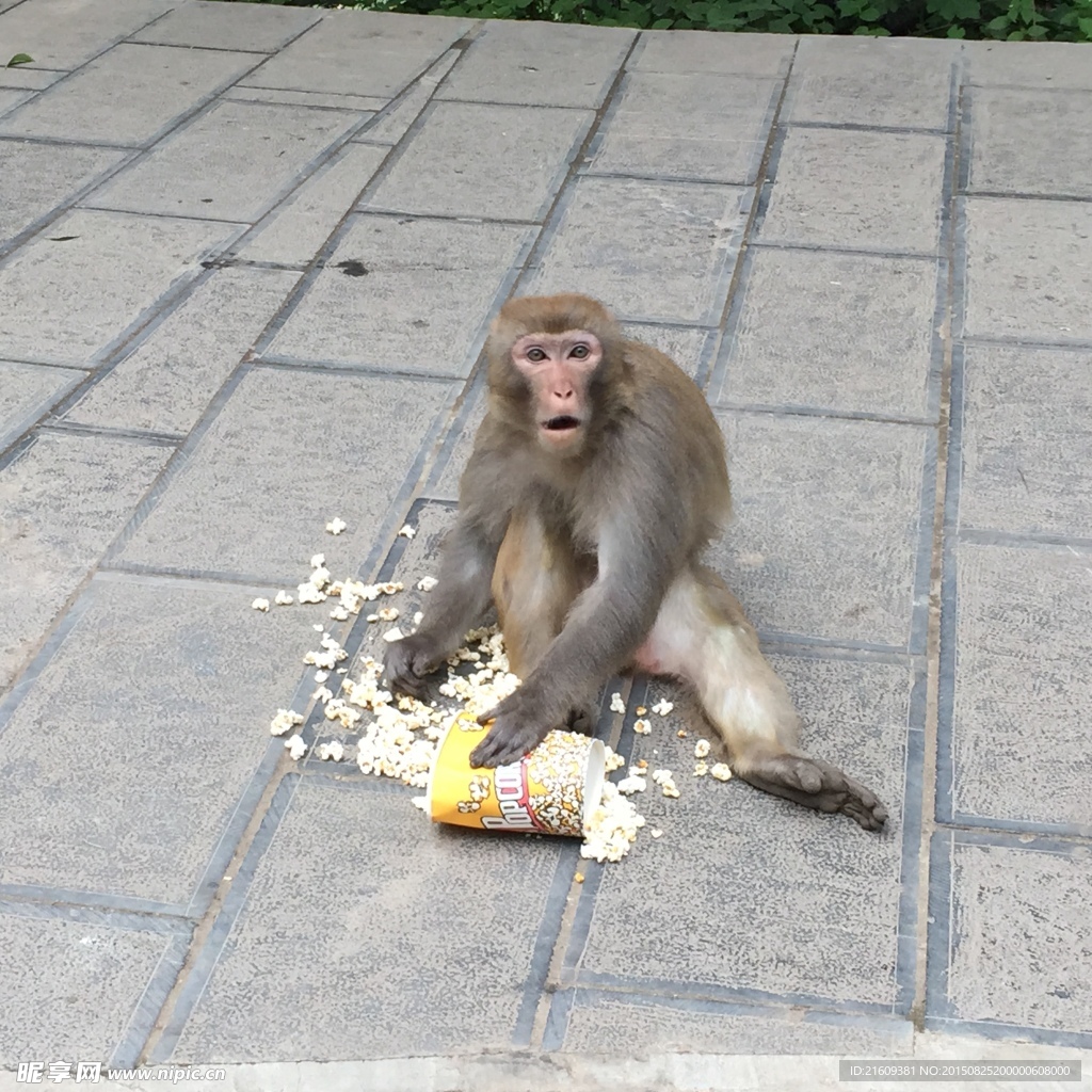 吃东西的猴子