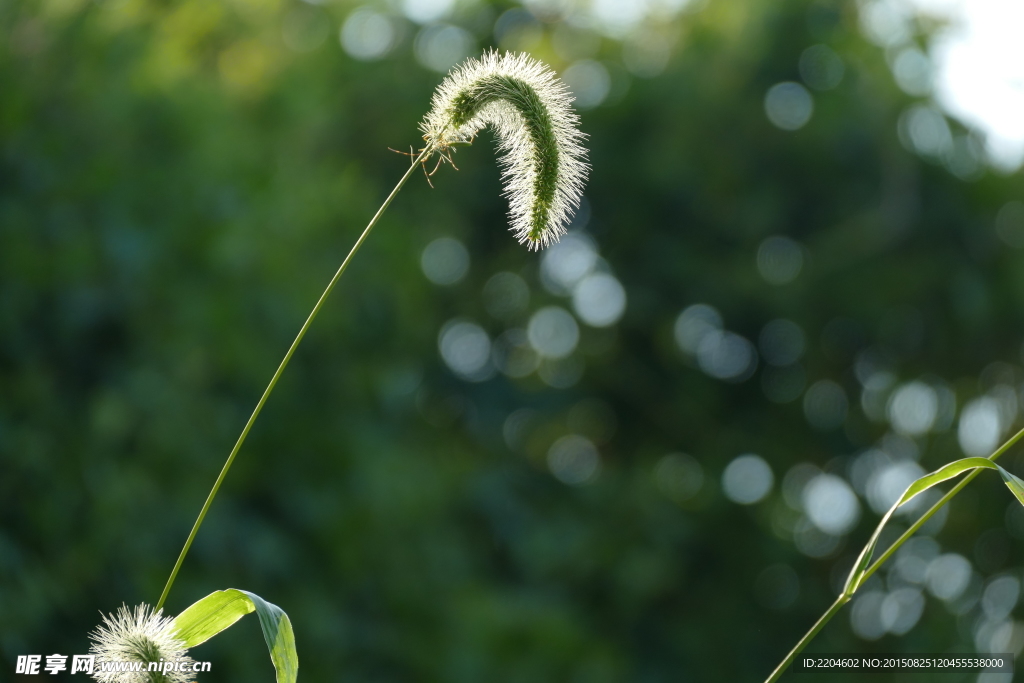 狗尾巴花