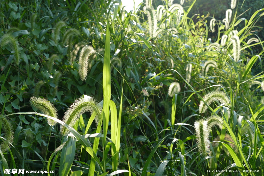 狗尾巴花