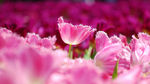 花丛