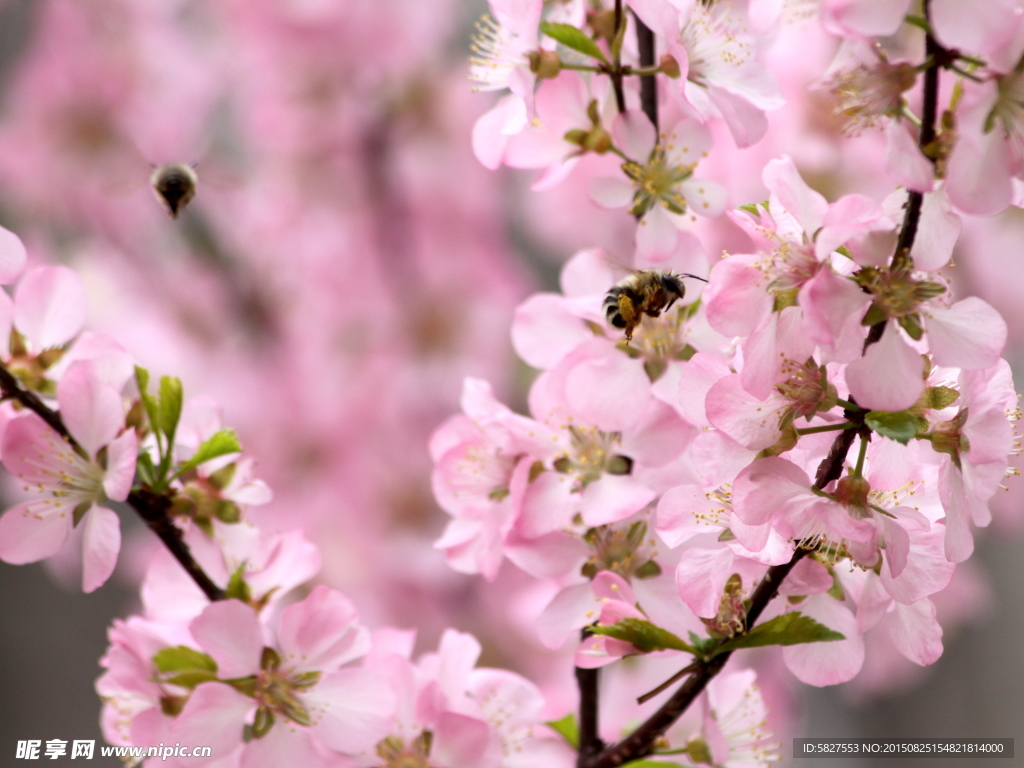 桃花 蜜蜂