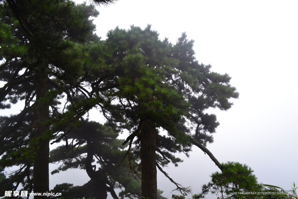树木风景