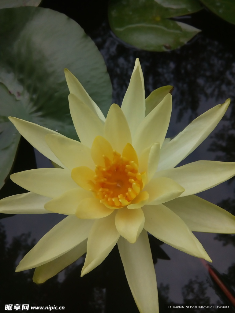 睡莲花