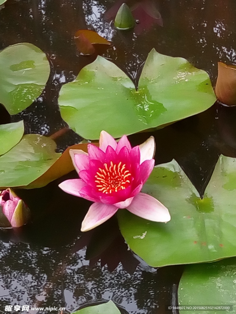 睡莲花