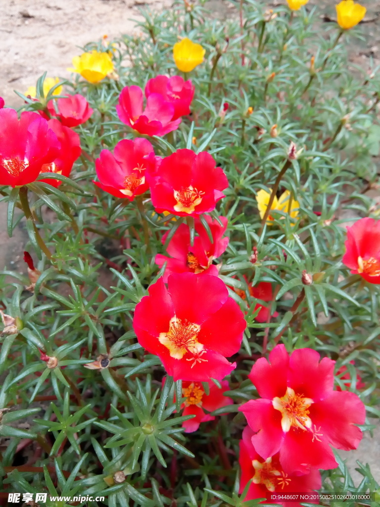 太阳花