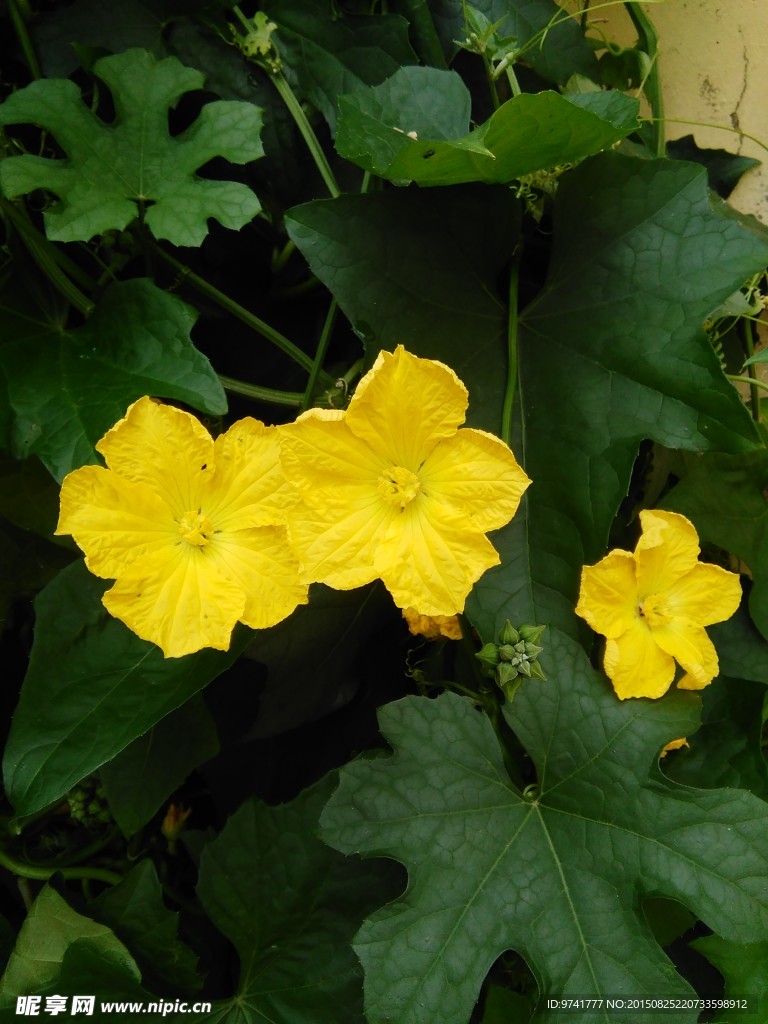 丝瓜花