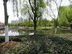 春天柳树公园