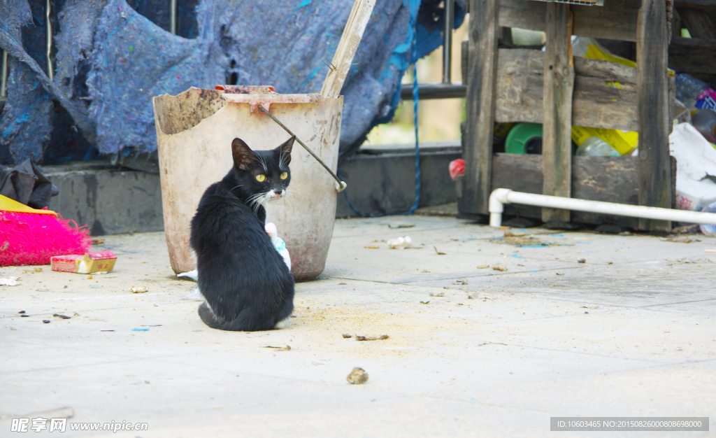 拧头黑猫