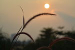 田园夕阳