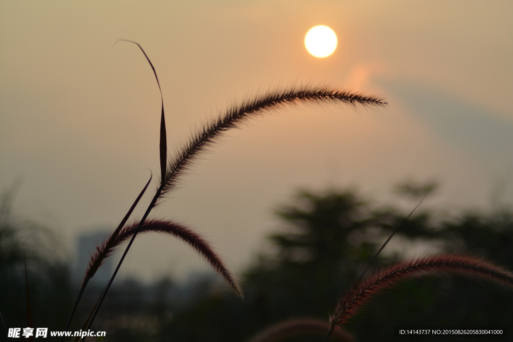 田园夕阳