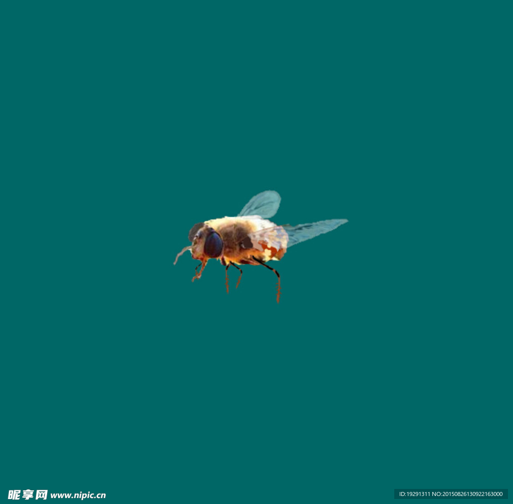昆虫动态视频