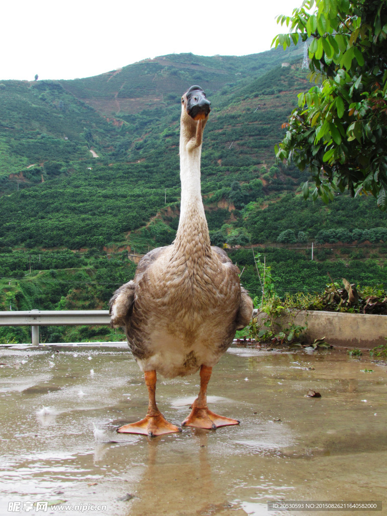 一只大鹅