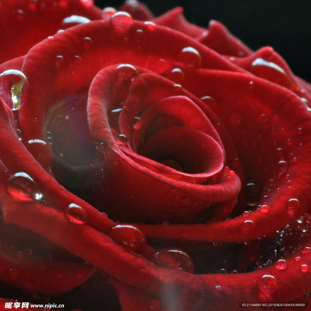 玫瑰花 玫瑰花近照 玫瑰花瓣