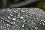 雨珠