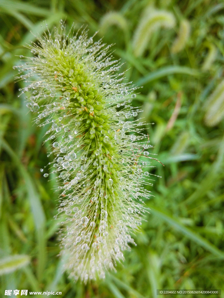 雨后的狗尾巴花