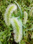 雨后的狗尾巴花