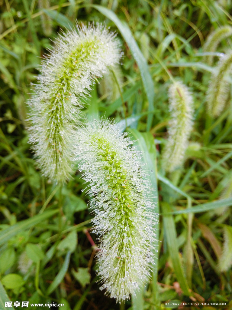 雨后的狗尾巴花