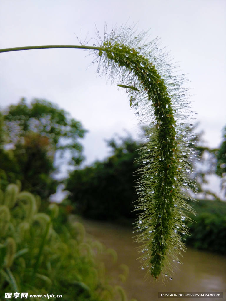 雨后的狗尾巴花