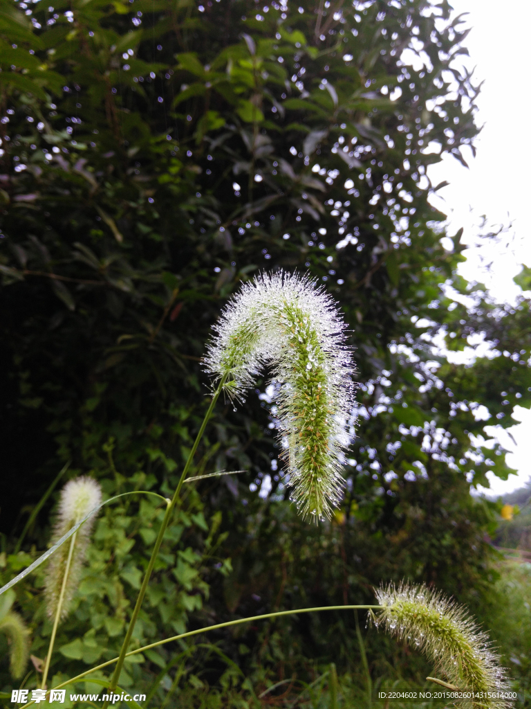 雨后的狗尾巴花