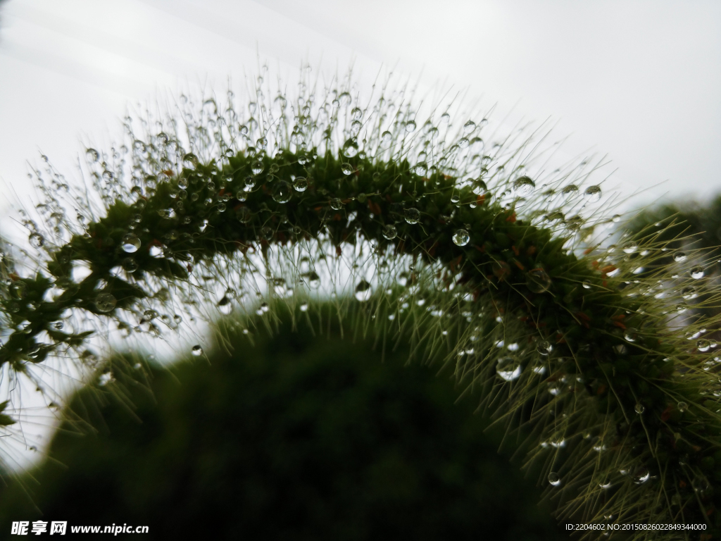 雨后的狗尾巴花