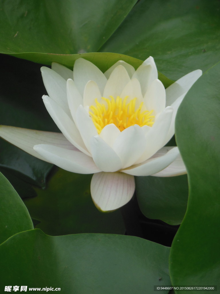 睡莲花
