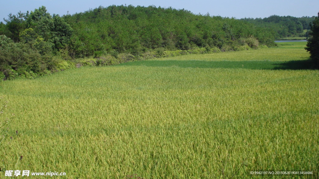 稻田
