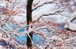 被雪覆盖的红叶