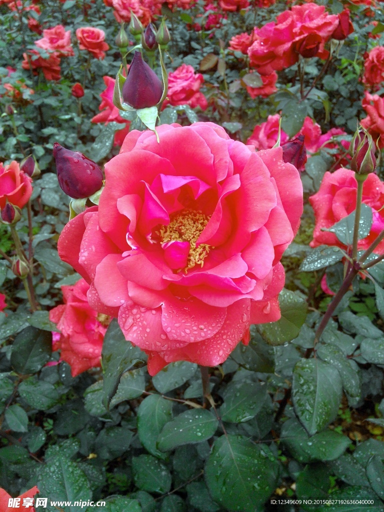 月季花