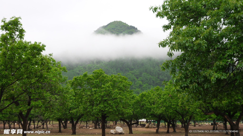 秦岭山板栗林海