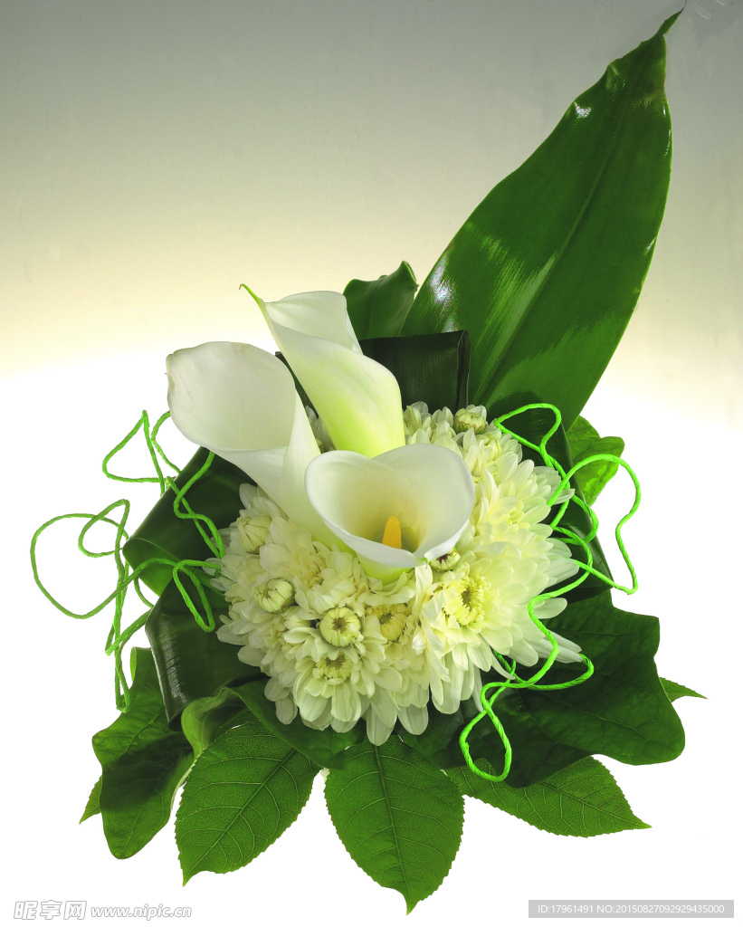 唯美百合花