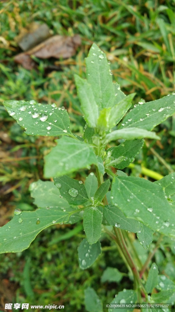 野草