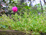 野草鲜花