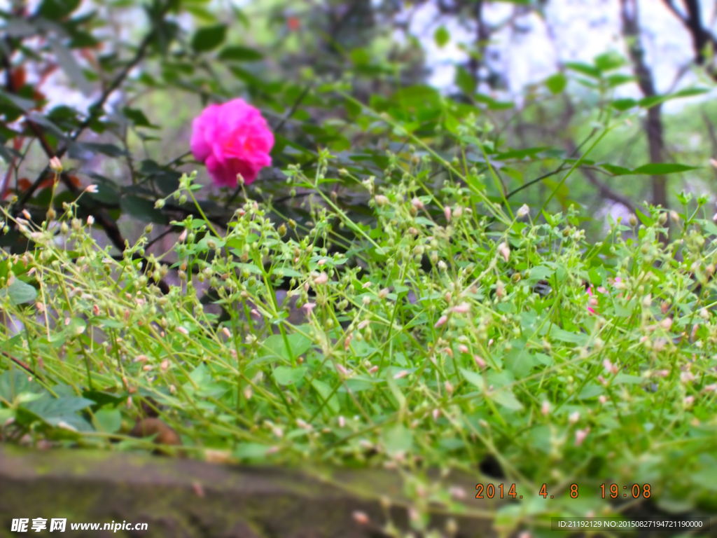 野草鲜花
