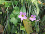 小花